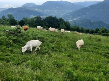 RICHIESTA SOSTEGNO ATTIVITA' AGRICOLA IN ZONA MONTANA COMUNE DI SCHIO