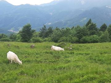 RICHIESTA SOSTEGNO ATTIVITA' AGRICOLA IN ZONA MONTANA COMUNE DI VALLI DEL PASUBIO