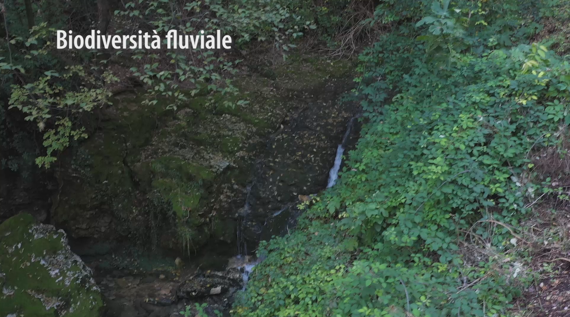 Immagine: Biodiversità fluviale