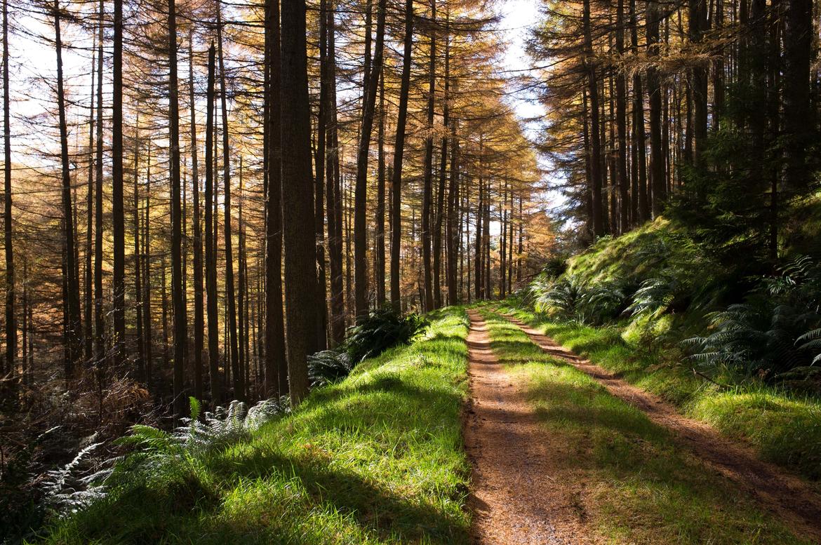 Immagine: bosco