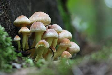 Norme per la raccolta funghi