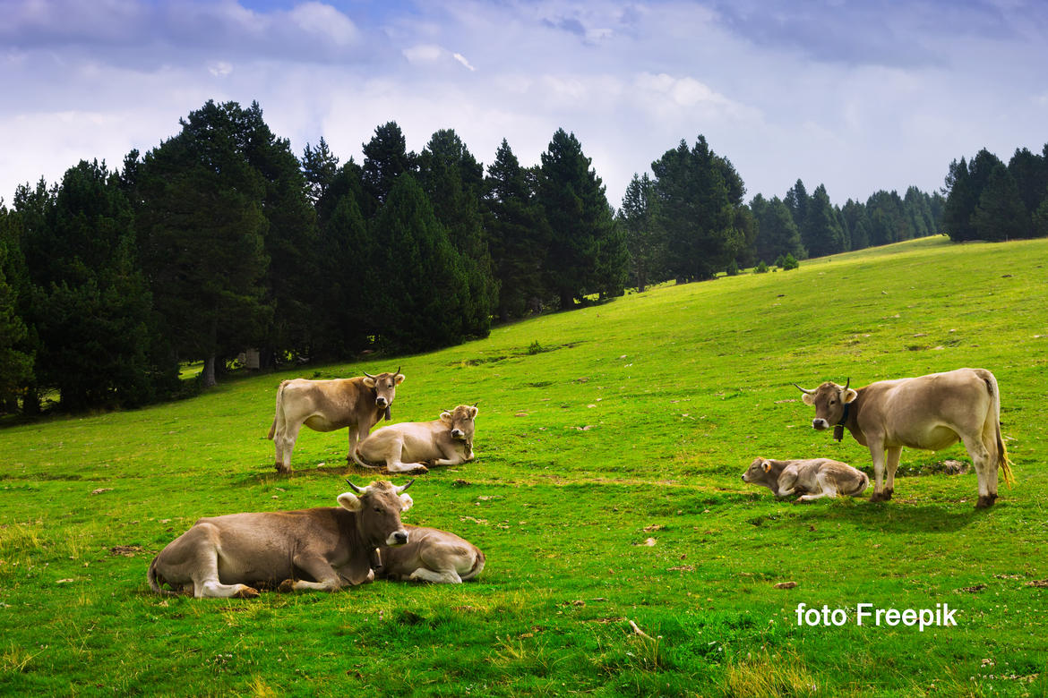 Immagine: prato-con-le-mucche